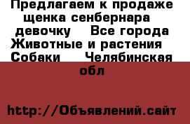 Предлагаем к продаже щенка сенбернара - девочку. - Все города Животные и растения » Собаки   . Челябинская обл.